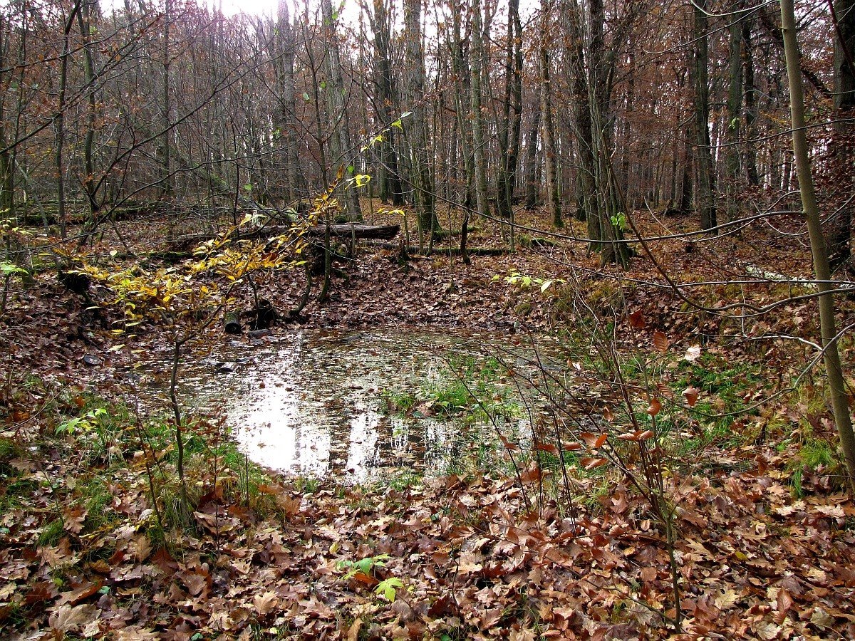 bombentrichternimzeisigwald.jpg